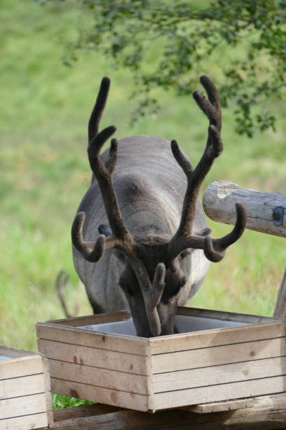 Wild reindeer eating from a manger in a national reserve in Norway
