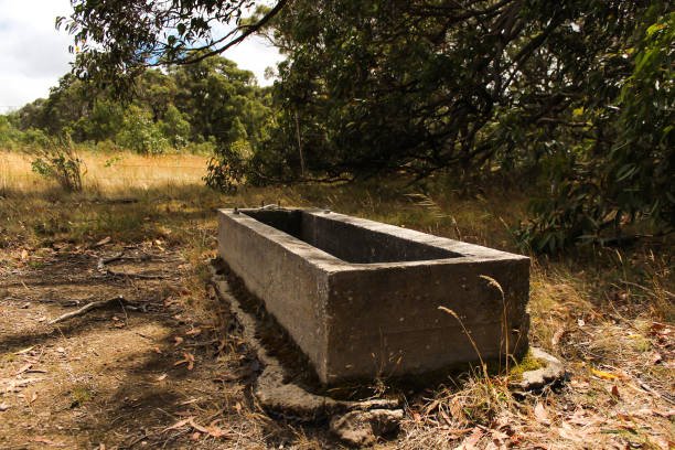 stock watering trough in rural Australia