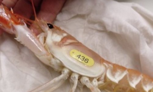 cyanowater-medioambiente-sobre-nosotros-animal-numerado-gamba