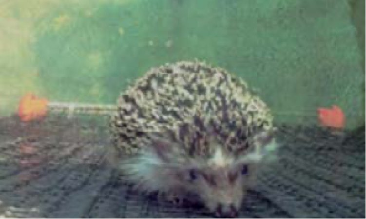 cyanowater-medioambiente-sobre-nosotros-erizo