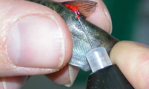 cyanowater-medioambiente-sobre-nosotros-mano-con-pez