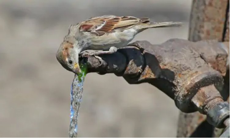 cyanowater-medioambiente-sobre-nosotros-pajaro-bebiendo-de-bebedero-natural