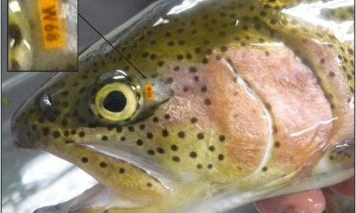 cyanowater-medioambiente-sobre-nosotros-pescado-amarillo