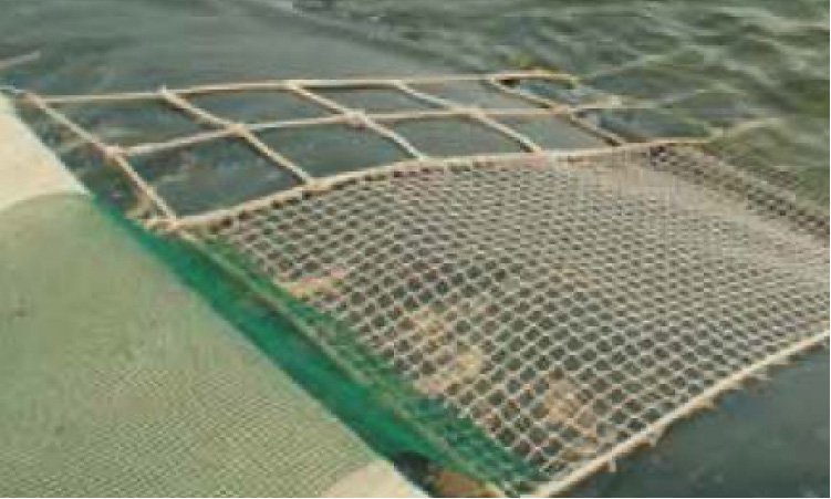 cyanowater-medioambiente-sobre-nosotros-rampas-en-el-mar