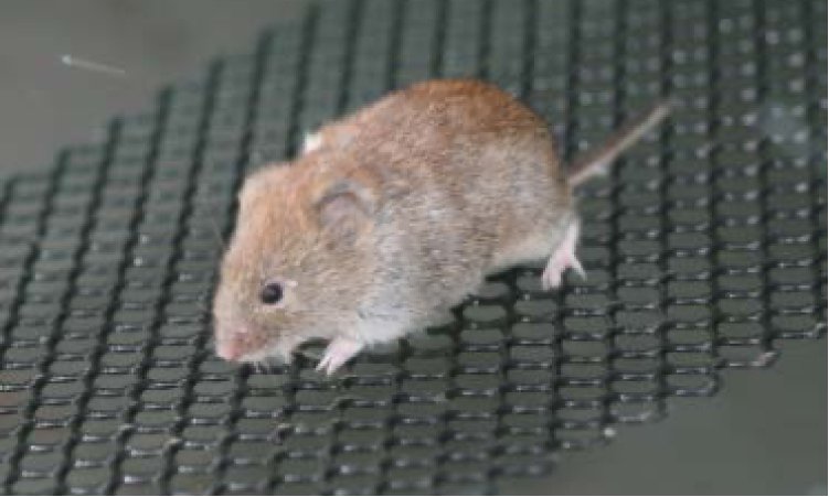 cyanowater-medioambiente-sobre-nosotros-raton-en-rampa