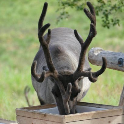 Wild reindeer eating from a manger in a national reserve in Norway